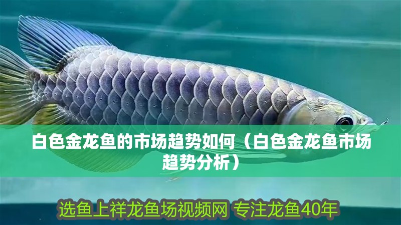 白色金龍魚的市場趨勢如何（白色金龍魚市場趨勢分析） 白色金龍魚的市場趨勢如何（白色金龍魚市場趨勢分析） 龍魚百科