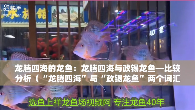龍騰四海的龍魚：龍騰四海與政錫龍魚—比較分析（“龍騰四海”與“政錫龍魚”兩個詞匯背后所蘊含的文化意義）