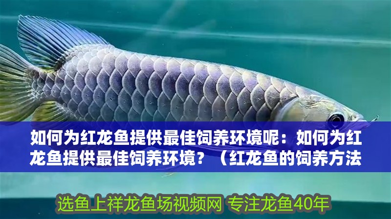 如何為紅龍魚提供最佳飼養(yǎng)環(huán)境呢：如何為紅龍魚提供最佳飼養(yǎng)環(huán)境？（紅龍魚的飼養(yǎng)方法）