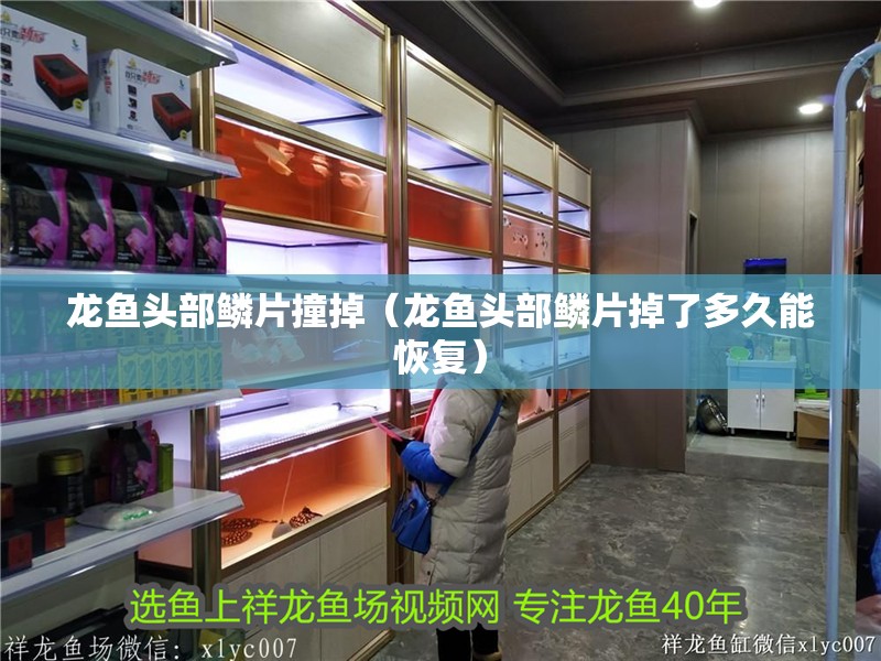 龍魚頭部鱗片撞掉（龍魚頭部鱗片掉了多久能恢復）