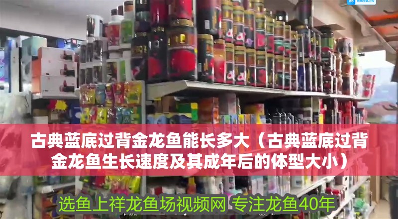 古典藍底過背金龍魚能長多大（古典藍底過背金龍魚生長速度及其成年后的體型大小）