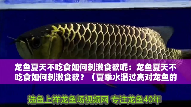 龍魚夏天不吃食如何刺激食欲呢：龍魚夏天不吃食如何刺激食欲？（夏季水溫過高對龍魚的影響）