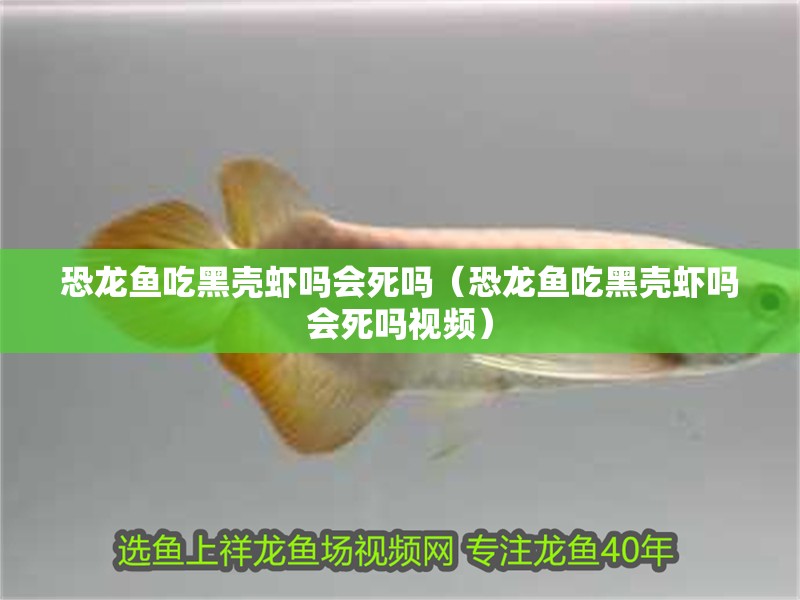 恐龍魚吃黑殼蝦嗎會(huì)死嗎（恐龍魚吃黑殼蝦嗎會(huì)死嗎視頻）
