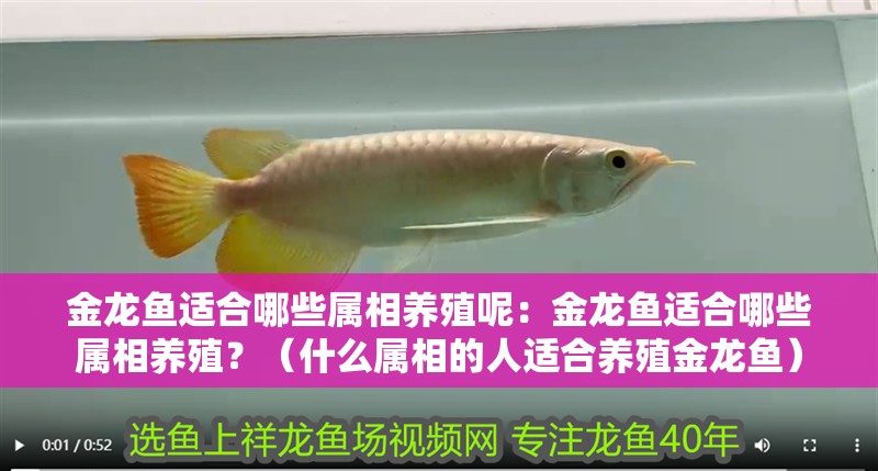 金龍魚適合哪些屬相養殖呢：金龍魚適合哪些屬相養殖？（什么屬相的人適合養殖金龍魚）
