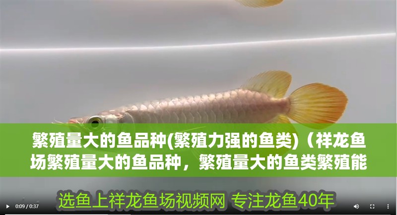 繁殖量大的魚品種(繁殖力強的魚類)（祥龍魚場繁殖量大的魚品種，繁殖量大的魚類繁殖能力） 繁殖量大的魚品種(繁殖力強的魚類)（祥龍魚場繁殖量大的魚品種，繁殖量大的魚類繁殖能力） 觀賞魚百科
