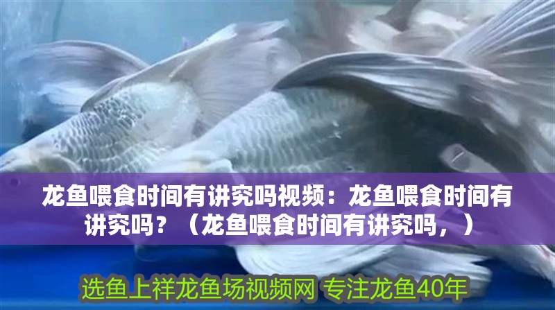 龍魚喂食時(shí)間有講究嗎視頻：龍魚喂食時(shí)間有講究嗎？（龍魚喂食時(shí)間有講究嗎，）