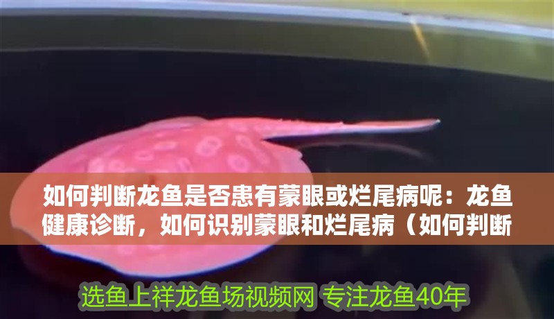 如何判斷龍魚(yú)是否患有蒙眼或爛尾病呢：龍魚(yú)健康診斷，如何識(shí)別蒙眼和爛尾病（如何判斷龍魚(yú)是否患有蒙眼或爛尾病）