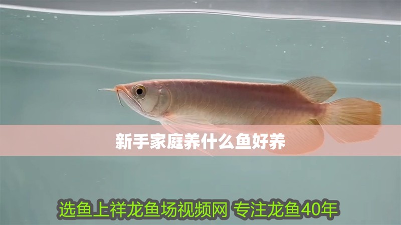新手家庭養(yǎng)什么魚好養(yǎng)