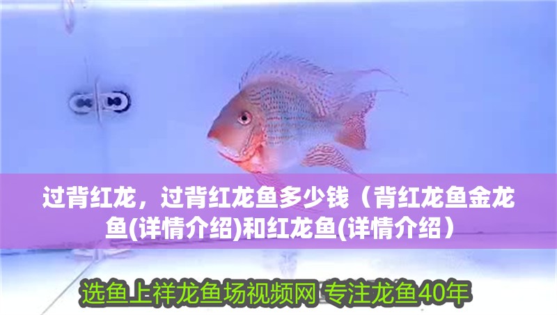 魚缸造景先放沙還是先放水(魚缸造景先鋪沙還是先放石頭) 過背紅龍,過背紅龍魚多少錢(背紅龍魚金龍魚(詳情介紹)和紅龍魚(詳情介紹) 觀賞魚百科 過背紅龍,過背紅龍魚多少錢(背紅龍魚金龍魚(詳情介紹)和紅龍魚(詳情介紹) 過背紅龍,過背紅龍魚多少錢(背紅龍魚金龍魚(詳情介紹)和紅龍魚(詳情介紹) 觀賞魚百科