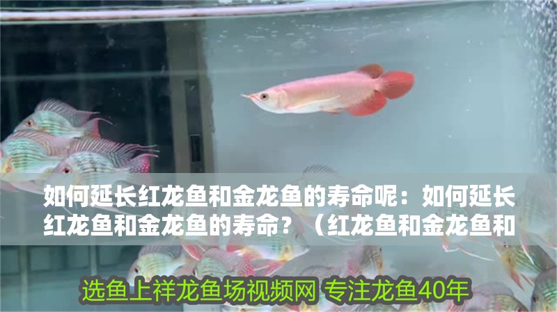 魚缸用增氧泵價格是多少:魚缸增氧機-xtrac增氧機-xtrac增氧機 如何延長紅龍魚和金龍魚的壽命呢:如何延長紅龍魚和金龍魚的壽命?(紅龍魚和金龍魚和金龍魚的健康至關重要的水質管理措施) 水族問答 如何延長紅龍魚和金龍魚的壽命呢:如何延長紅龍魚和金龍魚的壽命?(紅龍魚和金龍魚和金龍魚的健康至關重要的水質管理措施) 如何延長紅龍魚和金龍魚的壽命呢:如何延長紅龍魚和金龍魚的壽命?(紅龍魚和金龍魚和金龍魚的健康至關重要的水質管理措施) 水族問答