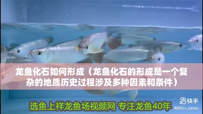 龍魚(yú)化石如何形成（龍魚(yú)化石的形成是一個(gè)復(fù)雜的地質(zhì)歷史過(guò)程涉及多種因素和條件）