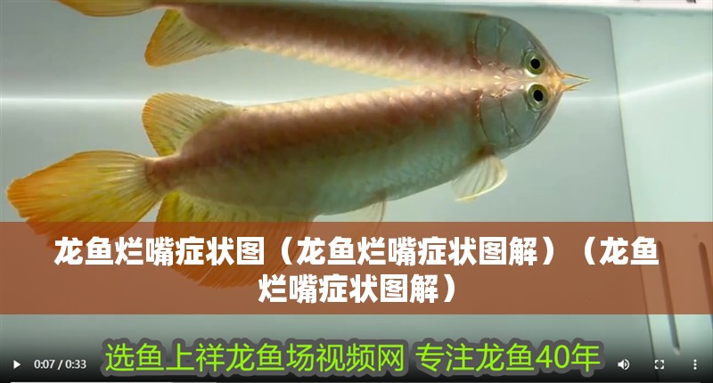 龍魚爛嘴癥狀圖(龍魚爛嘴癥狀圖解)(龍魚爛嘴癥狀圖解) 觀賞魚百科 龍魚爛嘴癥狀圖(龍魚爛嘴癥狀圖解)(龍魚爛嘴癥狀圖解) 龍魚爛嘴癥狀圖(龍魚爛嘴癥狀圖解)(龍魚爛嘴癥狀圖解) 觀賞魚百科