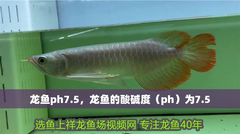 龍魚ph7.5，龍魚的酸堿度（ph）為7.5 龍魚ph7.5，龍魚的酸堿度（ph）為7.5 龍魚百科 第2張