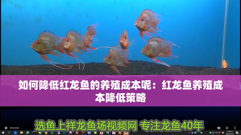 如何降低紅龍魚的養殖成本呢：紅龍魚養殖成本降低策略