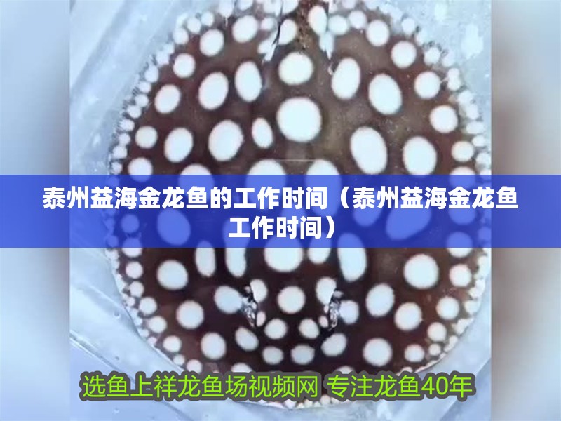 泰州益海金龍魚的工作時(shí)間（泰州益海金龍魚工作時(shí)間）