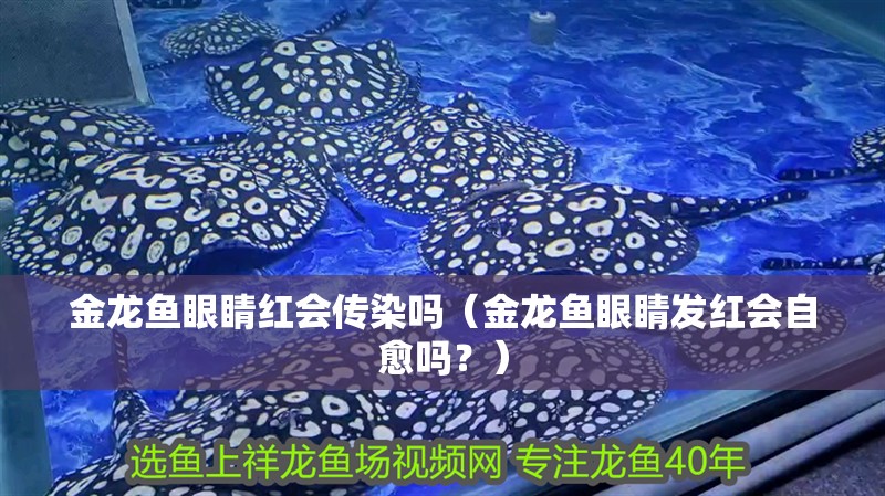 金龍魚眼睛紅會傳染嗎（金龍魚眼睛發紅會自愈嗎？） 金龍魚眼睛紅會傳染嗎（金龍魚眼睛發紅會自愈嗎？） 龍魚百科