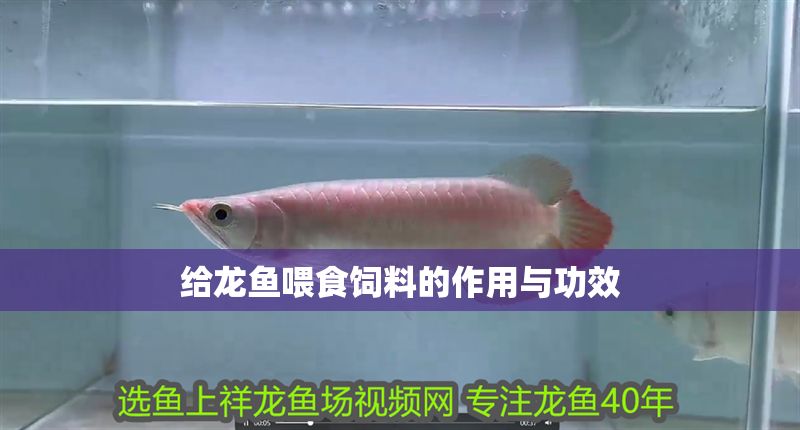給龍魚喂食飼料的作用與功效 給龍魚喂食飼料的作用與功效 龍魚百科 第1張