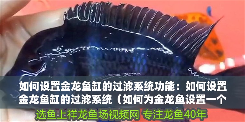 如何設置金龍魚缸的過濾系統功能：如何設置金龍魚缸的過濾系統（如何為金龍魚設置一個合適的過濾系統）