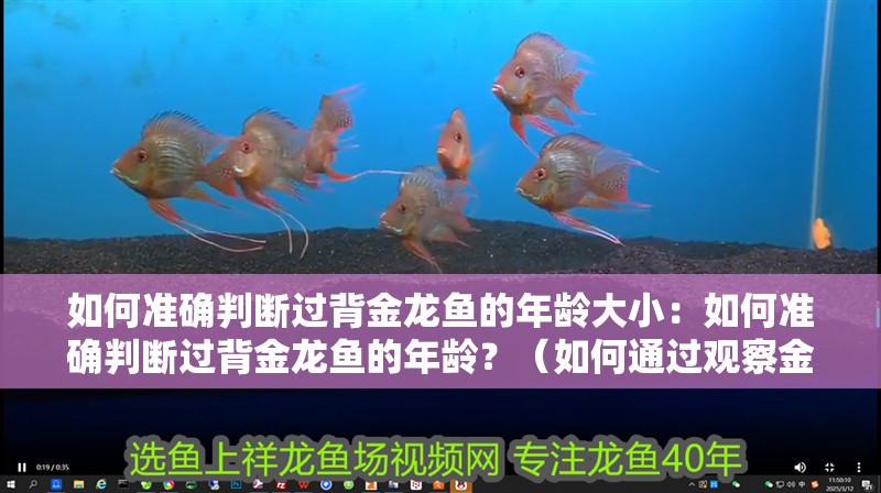 如何準(zhǔn)確判斷過(guò)背金龍魚(yú)的年齡大?。喝绾螠?zhǔn)確判斷過(guò)背金龍魚(yú)的年齡？（如何通過(guò)觀察金龍魚(yú)的外觀特征來(lái)判斷其年齡）