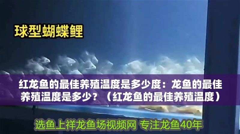 紅龍魚的最佳養(yǎng)殖溫度是多少度：龍魚的最佳養(yǎng)殖溫度是多少？（紅龍魚的最佳養(yǎng)殖溫度）