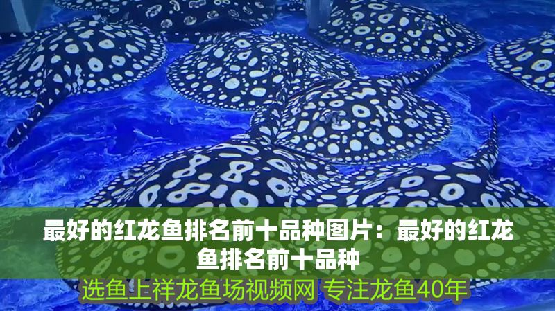 最好的紅龍魚排名前十品種圖片：最好的紅龍魚排名前十品種