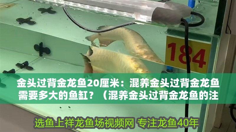 金頭過背金龍魚20厘米：混養金頭過背金龍魚需要多大的魚缸？（混養金頭過背金龍魚的注意事項）