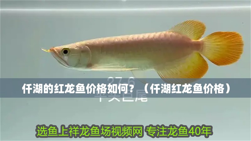 仟湖的紅龍魚價格如何？（仟湖紅龍魚價格）