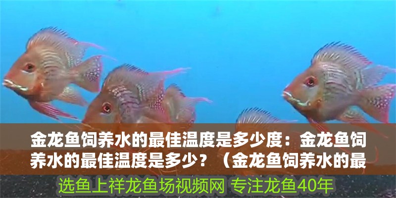 金龍魚飼養(yǎng)水的最佳溫度是多少度：金龍魚飼養(yǎng)水的最佳溫度是多少？（金龍魚飼養(yǎng)水的最佳溫度）