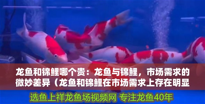 龍魚(yú)和錦鯉哪個(gè)貴：龍魚(yú)與錦鯉，市場(chǎng)需求的微妙差異（龍魚(yú)和錦鯉在市場(chǎng)需求上存在明顯的差異，龍魚(yú)和錦鯉差異）