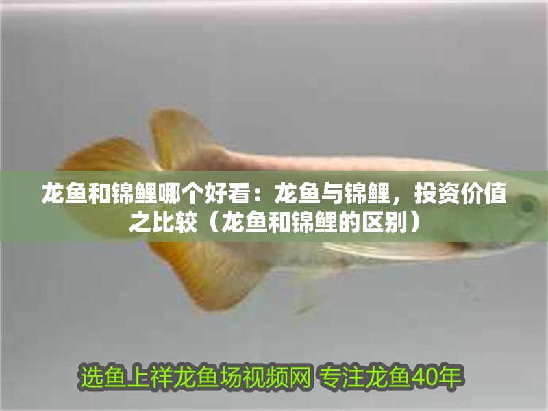 龍魚(yú)和錦鯉哪個(gè)好看：龍魚(yú)與錦鯉，投資價(jià)值之比較（龍魚(yú)和錦鯉的區(qū)別）