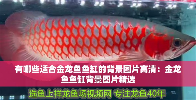 有哪些適合金龍魚魚缸的背景圖片高清：金龍魚魚缸背景圖片精選