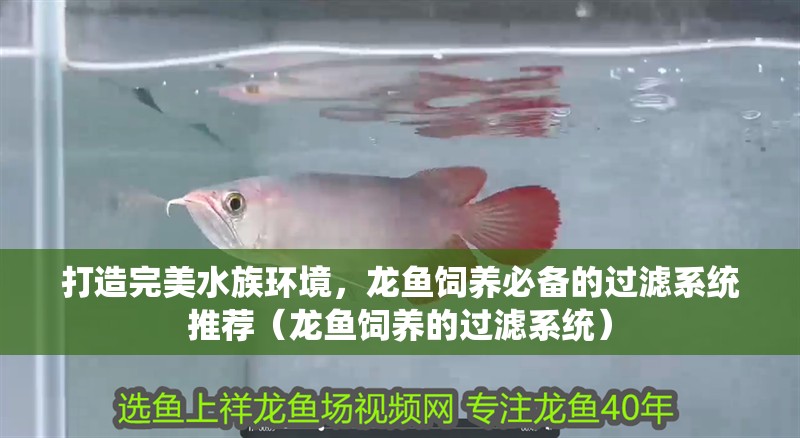 打造完美水族環境，龍魚飼養必備的過濾系統推薦（龍魚飼養的過濾系統）