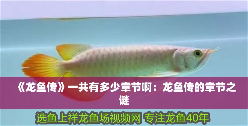 《龍魚傳》一共有多少章節啊：龍魚傳的章節之謎