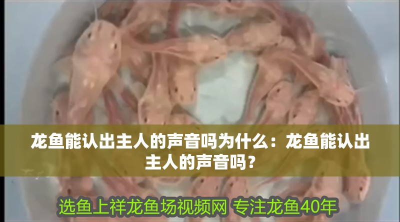 龍魚能認出主人的聲音嗎為什么：龍魚能認出主人的聲音嗎？