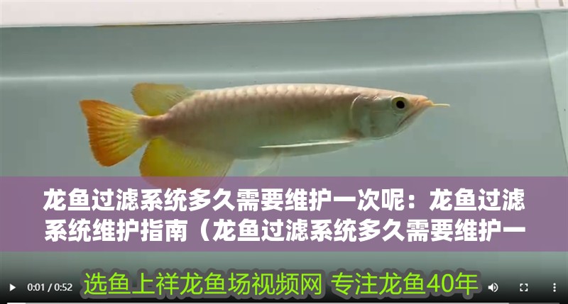 龍魚過濾系統多久需要維護一次呢：龍魚過濾系統維護指南（龍魚過濾系統多久需要維護一次） 龍魚過濾系統多久需要維護一次呢：龍魚過濾系統維護指南（龍魚過濾系統多久需要維護一次） 水族問答