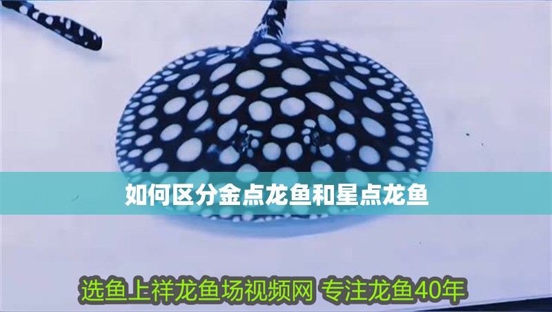 如何區分金點龍魚和星點龍魚