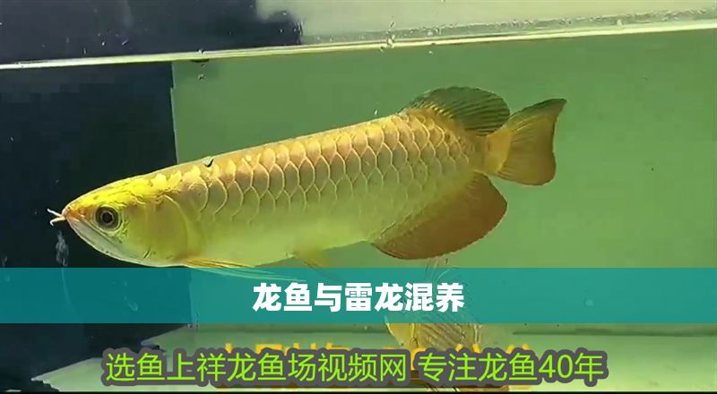 龍魚與雷龍混養