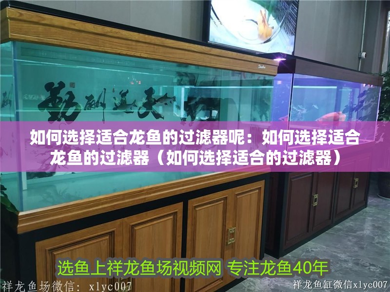 如何選擇適合龍魚的過濾器呢：如何選擇適合龍魚的過濾器（如何選擇適合的過濾器）