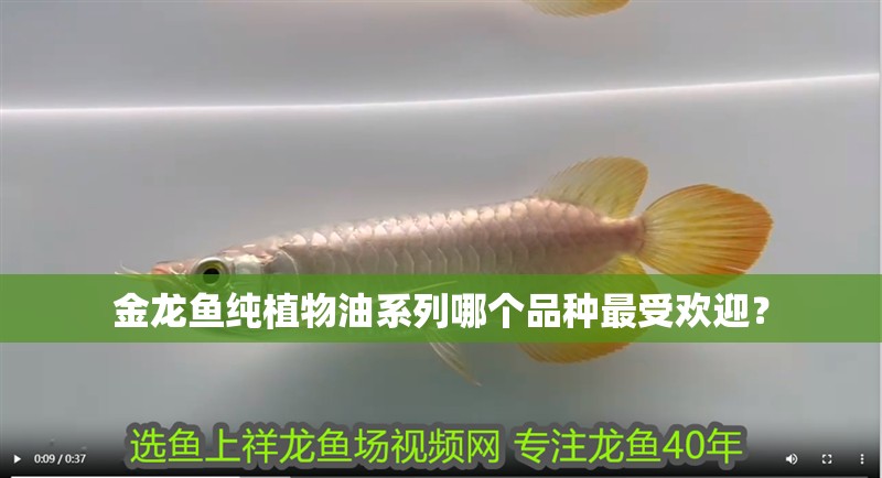 金龍魚(yú)純植物油系列哪個(gè)品種最受歡迎？