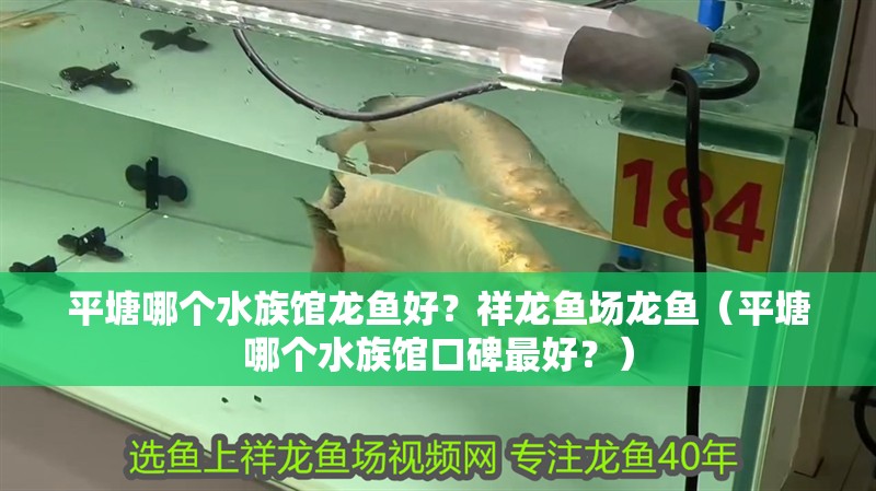 平塘哪個水族館龍魚好？祥龍魚場龍魚（平塘哪個水族館口碑最好？）