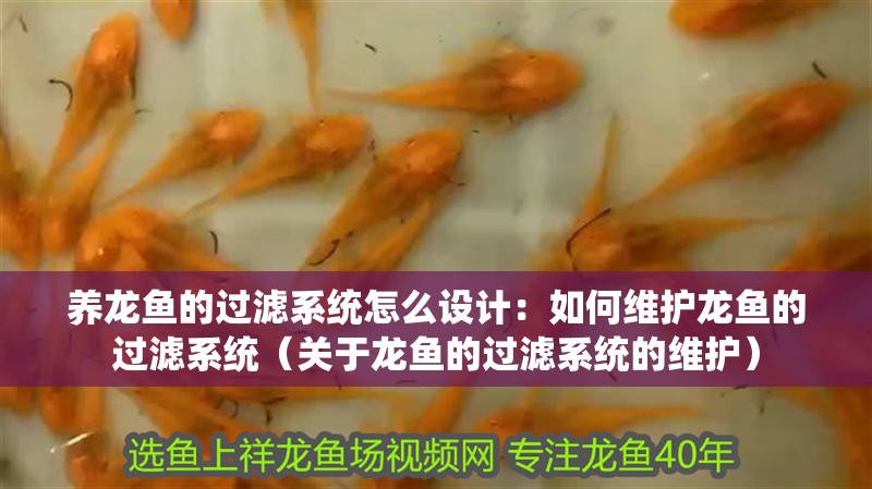 養(yǎng)龍魚的過濾系統(tǒng)怎么設(shè)計：如何維護龍魚的過濾系統(tǒng)（關(guān)于龍魚的過濾系統(tǒng)的維護）