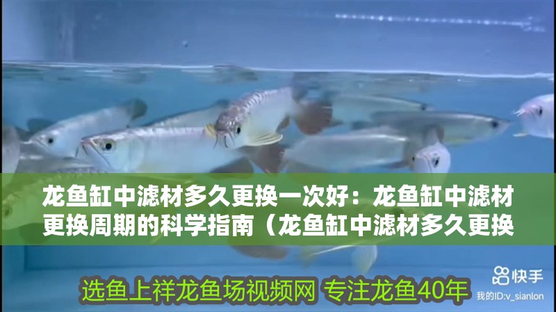龍魚缸中濾材多久更換一次好：龍魚缸中濾材更換周期的科學指南（龍魚缸中濾材多久更換一次）