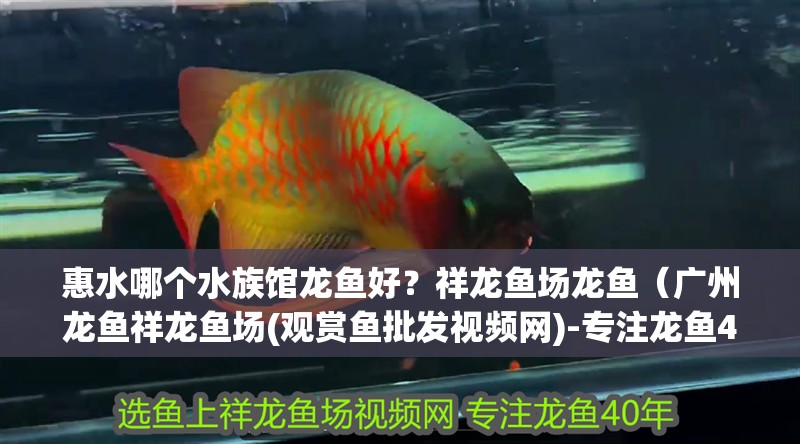 惠水哪個水族館龍魚好？祥龍魚場龍魚（廣州龍魚祥龍魚場(觀賞魚批發視頻網)-專注龍魚40年）