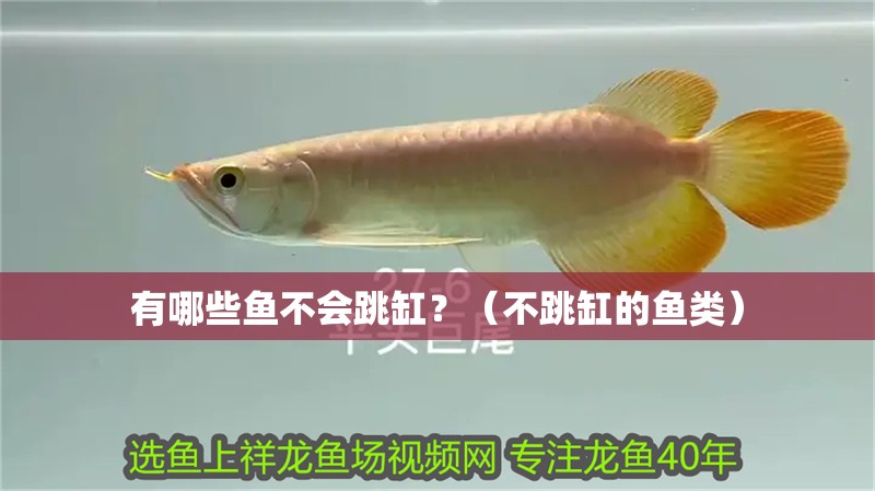 紅龍魚(yú)用黃燈烤有用嗎 有哪些魚(yú)不會(huì)跳缸?(不跳缸的魚(yú)類) 龍魚(yú)百科 有哪些魚(yú)不會(huì)跳缸?(不跳缸的魚(yú)類) 有哪些魚(yú)不會(huì)跳缸?(不跳缸的魚(yú)類) 龍魚(yú)百科