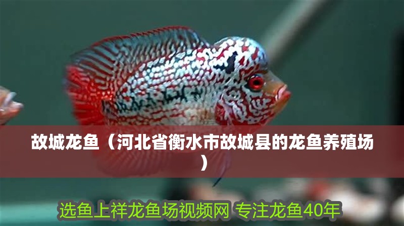故城龍魚（河北省衡水市故城縣的龍魚養殖場） 故城龍魚（河北省衡水市故城縣的龍魚養殖場） 觀賞魚百科