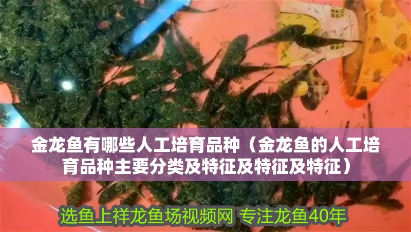 金龍魚有哪些人工培育品種（金龍魚的人工培育品種主要分類及特征及特征及特征） 金龍魚有哪些人工培育品種（金龍魚的人工培育品種主要分類及特征及特征及特征） 龍魚百科