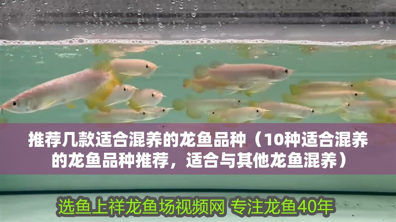 推薦幾款適合混養(yǎng)的龍魚品種（10種適合混養(yǎng)的龍魚品種推薦，適合與其他龍魚混養(yǎng)） 推薦幾款適合混養(yǎng)的龍魚品種（10種適合混養(yǎng)的龍魚品種推薦，適合與其他龍魚混養(yǎng)） 龍魚百科