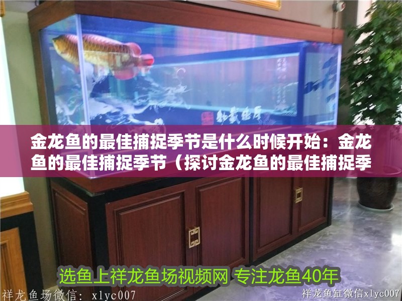 金龍魚的最佳捕捉季節是什么時候開始：金龍魚的最佳捕捉季節（探討金龍魚的最佳捕捉季節時）