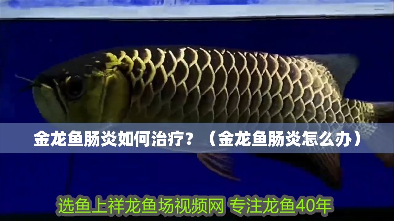 金龍魚腸炎如何治療？（金龍魚腸炎怎么辦）