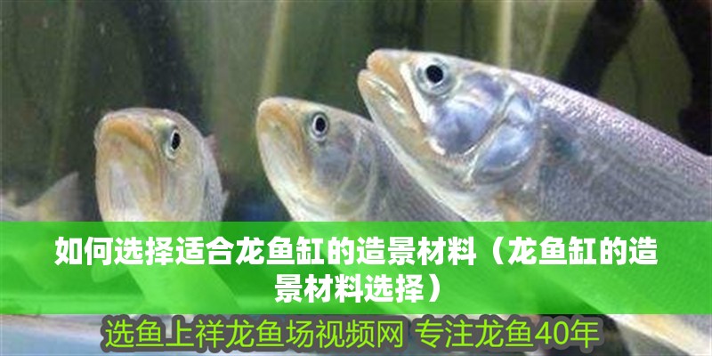 如何選擇適合龍魚缸的造景材料（龍魚缸的造景材料選擇）